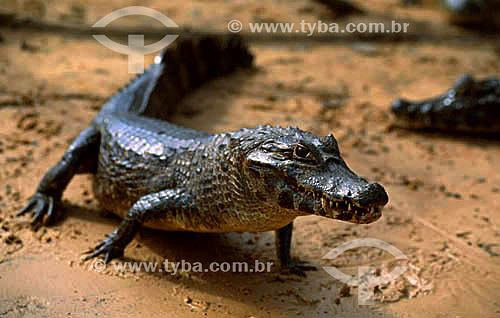  (Caiman crocodylus) Caiman - Pantanal National Park* - Mato Grosso state - Brazil  * The Pantanal Region in Mato Grosso state is a UNESCO World Heritage Site since 2000. 