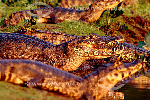  (Cayman crocodilus yacare) Cayman Crocodile - Pantanal National Park* - Mato Grosso state - Brazil  * The Pantanal Region in Mato Grosso state is a UNESCO World Heritage Site since 2000. 