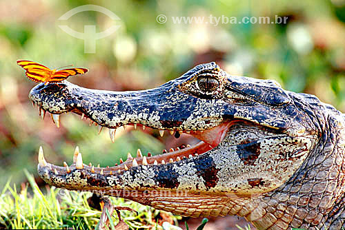  Caiman with butterfly resting on it`s nout - Pantanal National Park* - Mato Grosso state - Brazil  * The Pantanal Region in Mato Grosso state is a UNESCO World Heritage Site since 2000. 