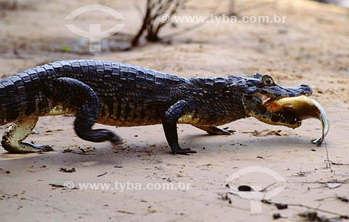  (Caiman crocodylus yacare) - Yacare Caiman eating a fish - Pantanal National Park* - Mato Grosso state - Brazil  * The Pantanal Region in Mato Grosso state is a UNESCO World Heritage Site since 2000. 