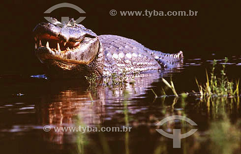  (Caiman crocodylus yacare) - Yacare Caiman - Pantanal National Park* - Mato Grosso state - Brazil  * The Pantanal Region in Mato Grosso state is a UNESCO World Heritage Site since 2000. 