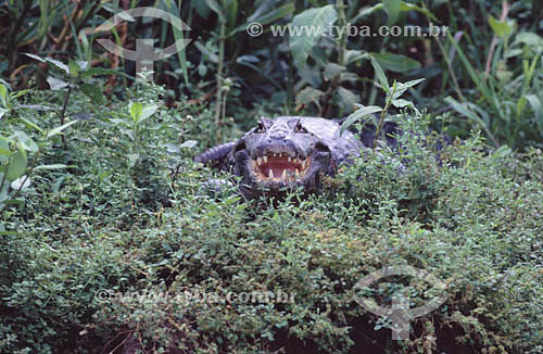  (Caiman crocodylus yacare) - Yacare Caiman - Pantanal National Park* - Mato Grosso state - Brazil  * The Pantanal Region in Mato Grosso state is a UNESCO World Heritage Site since 2000. 