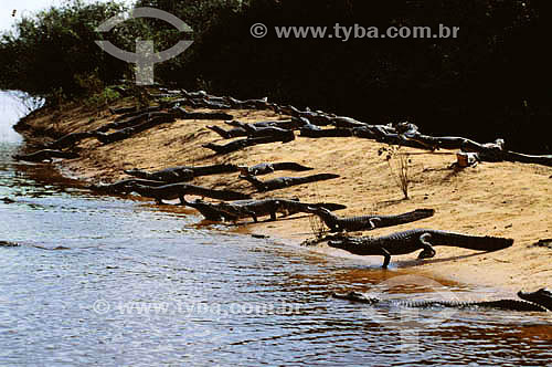  (Caiman crocodylus yacare) - group of Yacare Caimans at the river bank - Pantanal National Park* - Mato Grosso state - Brazil  * The Pantanal Region in Mato Grosso state is a UNESCO World Heritage Site since 2000. 