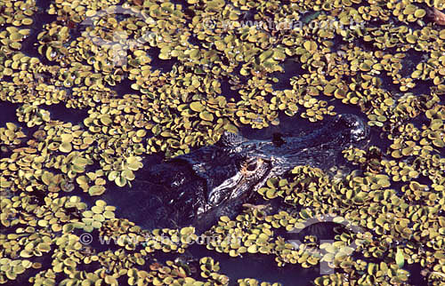  (Caiman crocodylus yacare) Alligator - Pantanal National Park* - Mato Grosso state - Brazil  * The Pantanal Region in Mato Grosso state is a UNESCO World Heritage Site since 2000. 