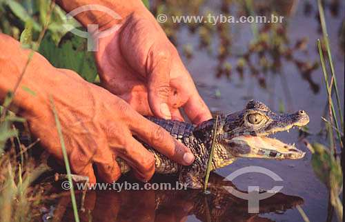  Man freeing a  young Caiman - Pantanal National Park* - Mato Grosso state - Brazil  * The Pantanal Region in Mato Grosso state is a UNESCO World Heritage Site since 2000. 