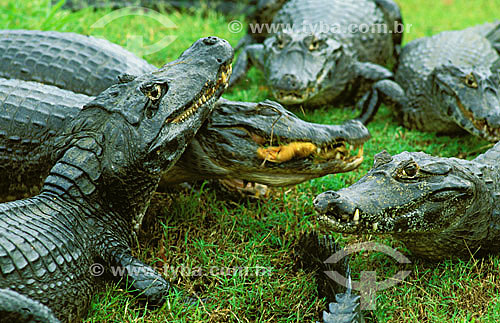  (Caiman crocodylus yacare) - group of Yacare Caimans - Pantanal National Park* - Mato Grosso state - Brazil  * The Pantanal Region in Mato Grosso state is a UNESCO World Heritage Site since 2000. 