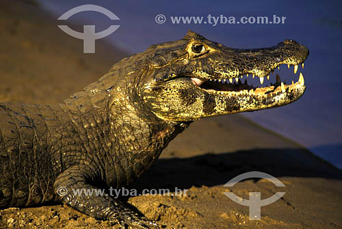  (Caiman crocodylus yacare) - Alligator - Pantanal National Park* - Mato Grosso state - Brazil  * The Pantanal Region in Mato Grosso state is a UNESCO World Heritage Site since 2000. 