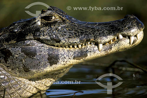  (Caiman crocodylus yacare) - Alligator - Pantanal National Park* - Mato Grosso state - Brazil  * The Pantanal Region in Mato Grosso state is a UNESCO World Heritage Site since 2000. 