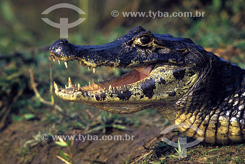  (Caiman crocodylus yacare) - Alligator - Pantanal National Park* - Mato Grosso state - Brazil  * The Pantanal Region in Mato Grosso state is a UNESCO World Heritage Site since 2000. 