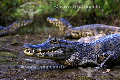  (Caiman crocodylus yacare) - Alligator - Pantanal National Park* - Mato Grosso state - Brazil  * The Pantanal Region in Mato Grosso state is a UNESCO World Heritage Site since 2000. 