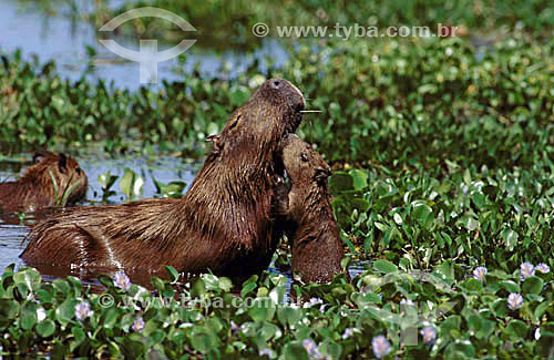  (Hydrochaeris hydrochaeris) Capybara with young capybara - Pantanal National Park* - Mato Grosso state - Brazil  * The Pantanal Region in Mato Grosso state is a UNESCO World Heritage Site since 2000. 