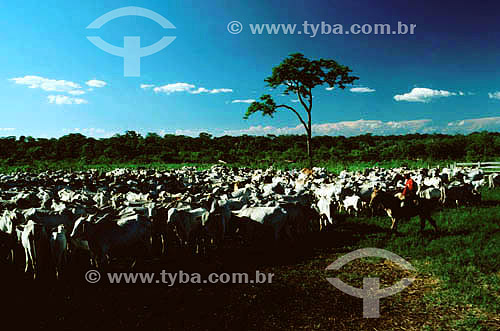  Cattle-raising - Pantanal National Park* - Mato Grosso state - Brazil  * The Pantanal Region in Mato Grosso state is a UNESCO World Heritage Site since 2000. 