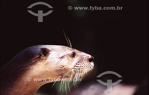  (Lutra longicaudis) River Otter - Pantanal National Park* - Mato Grosso state - Brazil  * The Pantanal Region in Mato Grosso state is a UNESCO World Heritage Site since 2000. 