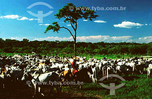  Cattle-raising - Pantanal National Park* - Mato Grosso state - Brazil  * The Pantanal Region in Mato Grosso state is a UNESCO World Heritage Site since 2000. 