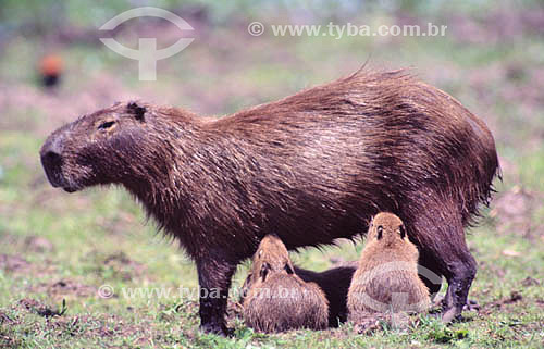  (Hydrochaeris hydrochaeris) - Capybaras (mother and sons) - Pantanal National Park* - Mato Grosso state - Brazil  * The Pantanal Region in Mato Grosso state is a UNESCO World Heritage Site since 2000. 