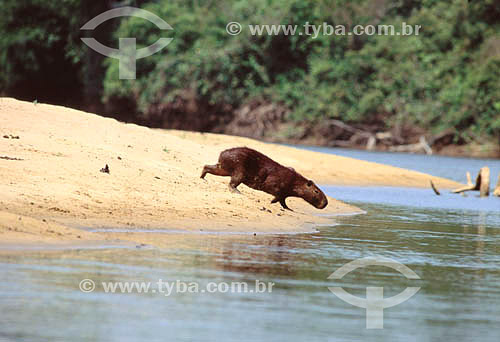  (Hydrochaeris hydrochaeris) - Capybara - Pantanal National Park* - Mato Grosso state - Brazil  * The Pantanal Region in Mato Grosso state is a UNESCO World Heritage Site since 2000. 