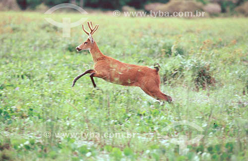  (Blastocerus dichotomus) Marsh deer - Pantanal National Park* - Mato Grosso state - Brazil  * The Pantanal Region in Mato Grosso state is a UNESCO World Heritage Site since 2000. 