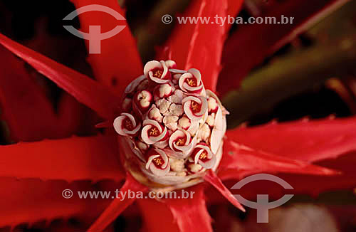  (Bromelia antiacantha) Beach Bromelia - flower -  Pantanal National Park* - Mato Grosso state - Brazil  * The Pantanal Region in Mato Grosso state is a UNESCO World Heritage Site since 2000.    