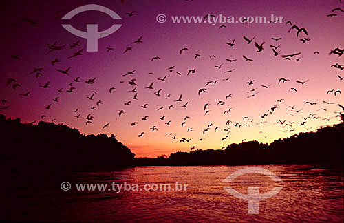  Birds flying at sunset - Pantanal National Park* - Mato Grosso state - Brazil  * The Pantanal Region in Mato Grosso state is a UNESCO World Heritage Site since 2000. 