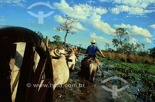  Cattle-raising - Pantanal National Park* - Mato Grosso state - Brazil  * The Pantanal Region in Mato Grosso state is a UNESCO World Heritage Site since 2000. 