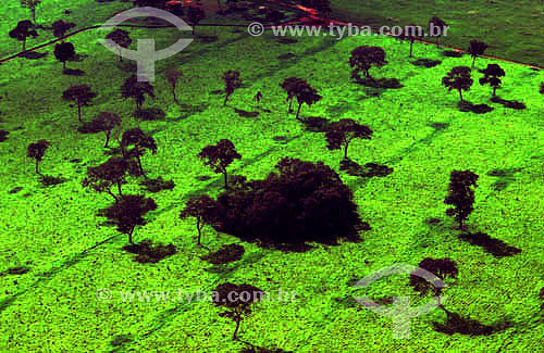  Aereal view - Pantanal National Park* - Mato Grosso state - Brazil  * The Pantanal Region in Mato Grosso state is a UNESCO World Heritage Site since 2000. 