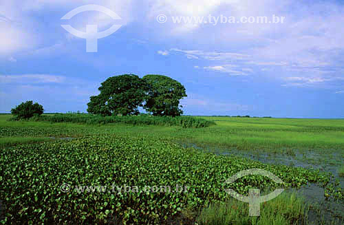  Pantanal landscape - Pantanal National Park* - Mato Grosso state - Brazil  * The Pantanal Region in Mato Grosso state is a UNESCO World Heritage Site since 2000. 