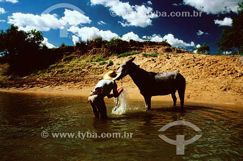  Man with a  horse in the river - Pantanal National Park* - Mato Grosso state - Brazil  * The Pantanal Region in Mato Grosso state is a UNESCO World Heritage Site since 2000. 