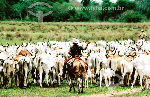  Cattle-Raising - Pantanal National Park* - Mato Grosso state - Brazil  * The Pantanal Region in Mato Grosso state is a UNESCO World Heritage Site since 2000. 
