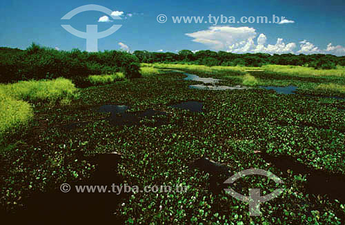  Aguape - Pantanal National Park* - Mato Grosso state - Brazil  * The Pantanal Region in Mato Grosso state is a UNESCO World Heritage Site since 2000. 