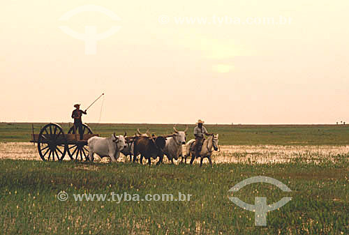  Pantanal cowboys with a waggon pulled by oxes - Pantanal Region* - Mato Grosso state - Brazil  * The Pantanal Region in Mato Grosso state is a UNESCO World Heritage Site since 2000. 