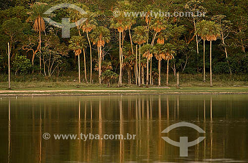  River bank at PARNA - Pantanal ecosystem - Brazil 