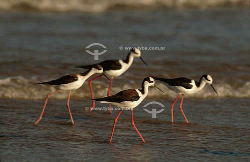  (Himantopus himantopus) - Black-Winged Stilts - Rio Grande do Sul state shore - Brazil 