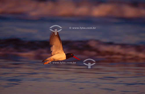  Bird flying over the sea - south Brazil 