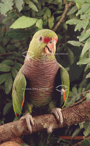  (Amazona vinacea) Bird - Vinaceous Amazon Parrot - Distributed in Southeast region and in South of Rio Grande do Sul state - Brazil 