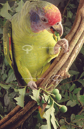  (Amazona brasiliensis) - Red-Tailed Amazon - south Brazil*  * The stretch in the Atlantic Forest that begins in the Jureia Mountain Range (in Iguape/SP) and goes until Ilha do Mel Island (in Paranagua city-Parana state) is a Natural World Heritage S 