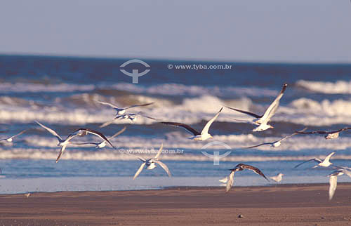  Sea-Gulls - Brazil 