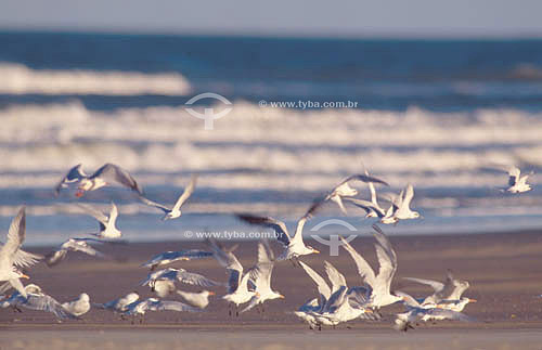  Sea-Gulls - south Brazil 