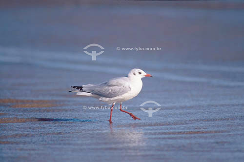  Sea-Gull - south Brazil 