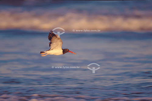  Bird flying over sea - south Brazil 