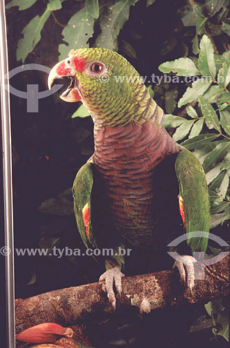  (Amazona vinacea) Vinaceous Amazon Parrot - distributed in southeast region and in south of RS - Brazil 