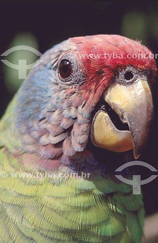  (Amazona brasiliensis) Head detail of a Red-Tailed Amazon - south Brazil*  * The stretch in the Atlantic Forest that begins in the Jureia Mountain Range (in Iguape/SP) and goes until Ilha do Mel Island (in Paranagua city-Parana state) is a Natural W 