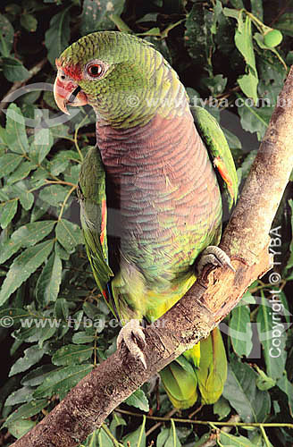  (Amazona vinacea) Bird - Vinaceous breasted parrot - Distributed in Southeast region and in South of Rio Grande do Sul state - Brazil 