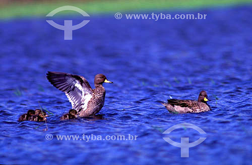  (Anas flavirostris) Speckled Teal - South Brazil 