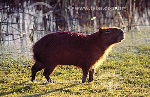  (Myocastor coypus) Coypu or Nutria - south of Brazil 