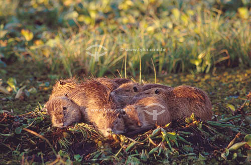  (Myocastor coypus) Nutria - south Brazil 