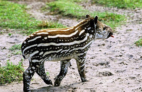  (Tapirus terrestris) Tapir (young) - south Brazil 