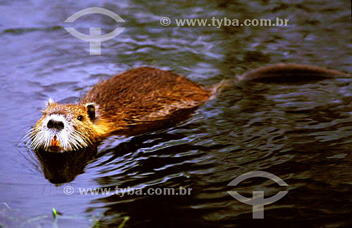  (Myocastor coypus) - Nutria - Taim - Rio Grande do Sul state - Brazil 