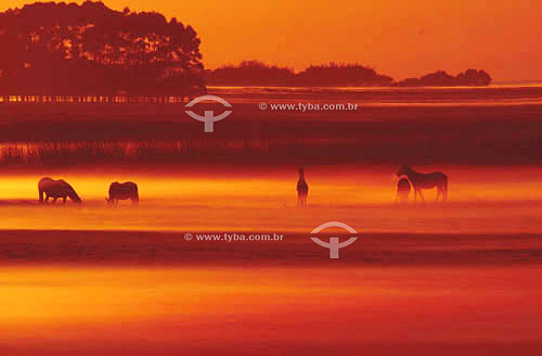  Horses at pasture in the Taim Ecological Reserve, surrounded by fog - Rio Grande do Sul state - Brazil 