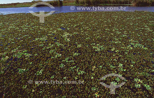  Marshes of Taim - aquatic vegetation - Rio Grande do Sul state - Brazil 