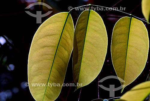  Leaf detail - Amazon Rainforest - Venezuela 